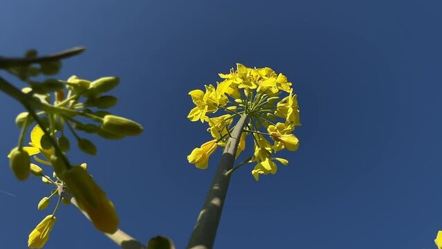 Low Angle shot of a canoe plant, camera slides down the stem to reveal more of the blooming plant. Sunny day, with deep blue sky.