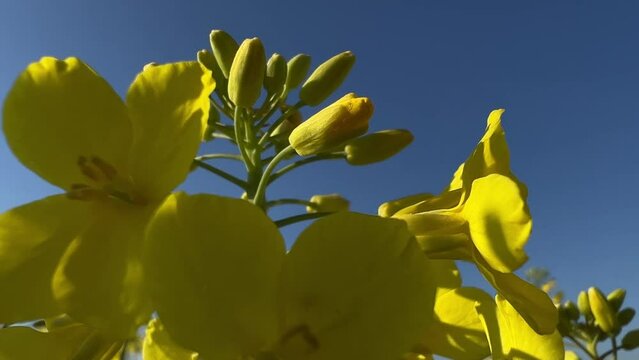 Low angle shot of an unripe rape plant on a sunny and windy spring morning. Camera looking upwards to the tip of the plant.