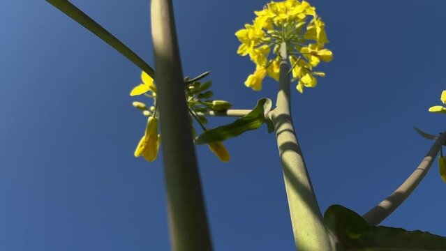 Static low angle shot of a canola plant. Stem of another plant in the foreground. Plant moving in the wind.