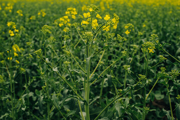 Field of flowering rapeseed. Rapeseed background.