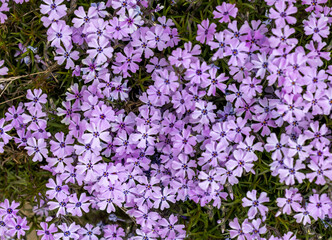 Fototapeta premium lilac aubrieta deltoidea flowers in the garden.