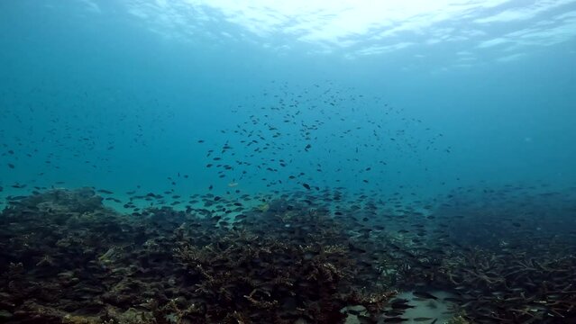 Under water scuba diving film -  ocean floor scene of corals and thousands of fish moving in different directions - at about 8 meters depth - Southern Thailand