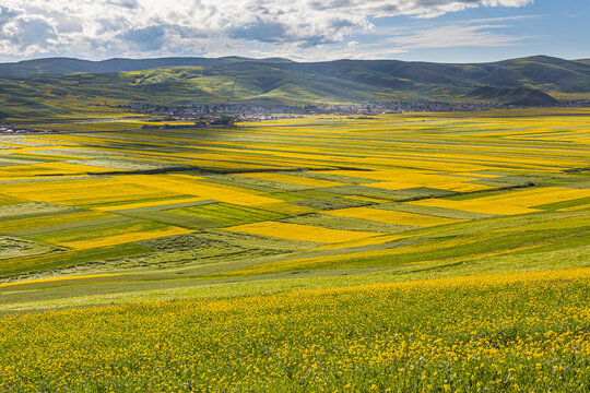 Landscape with flowering yellow Rapeseed fields and mountains, Menyuan, Qinghai province, China
