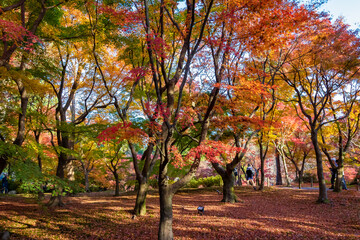 京都の東福寺で見た、色鮮やかな紅葉の木々と落ち紅葉