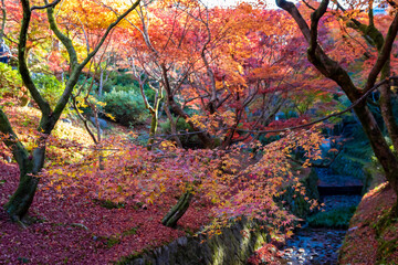 京都の東福寺で見た、朝日に照らされる洗玉澗の紅葉