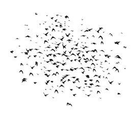 A flock of flying birds. Free birds. Flying seagulls. Vector illustration