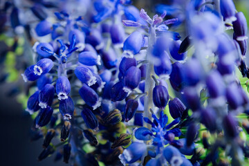 Beautiful blue flowers of muscari. Viper onion or Mouse hyacinth, nature background, close up selective focus