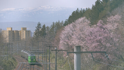 ライラック号と桜（北海道江別市）（Lilac train and cherry blossoms (Ebetsu City, Hokkaido)）