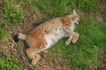 Tuinposter Extermination du lynx © Patrick J.