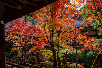 京都の永観堂（禅林寺）で見た、色鮮やかな紅葉
