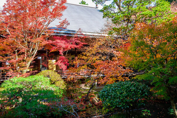 京都の永観堂（禅林寺）で見た、色鮮やかな紅葉と緑の木々