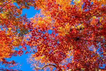 京都の永観堂（禅林寺）で見た、色鮮やかな紅葉の木々と快晴の青空