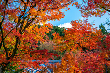 京都の永観堂（禅林寺）で見た、色鮮やかな紅葉の木々と快晴の青空