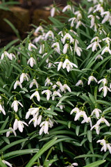 White galant snowdrops grew in a flower bed in the garden.