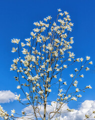 spring blooming white magnolia flower on a sky background
