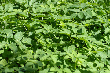 green grass at dry sunny summer day