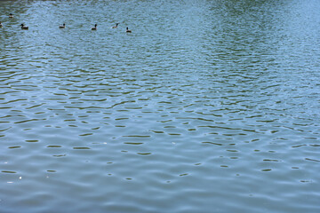 ripple on water in city park pond at dry sunny summer day