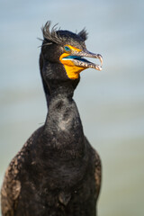 Close-up of a Double-crested cormorant (Phalacrocorax Auritus) with jeweled eye.
