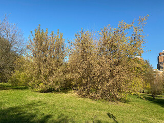 Fototapeta premium many Yellow Leafs on Grass at dry sunny fall day