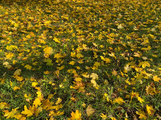 yellow maple leafs carpet at autumn dry sunny day