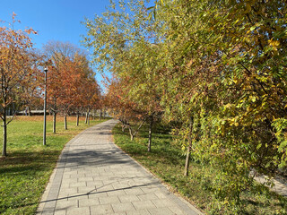 image of many ashberry at dry sunny day