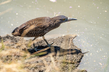 Black-crowned night heron (Nycticorax nycticorax) stands on the shore of a lake.