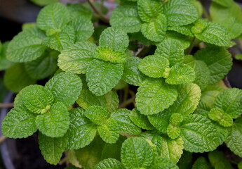 Fototapeta na wymiar Natural green backgrounds of fresh spearmint leaves in the herbal garden. An organic fresh herb.