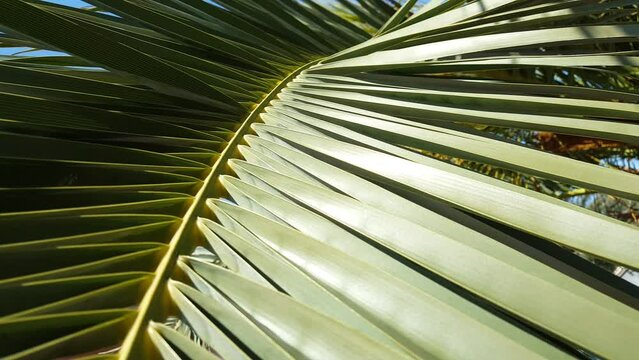 Palm tree leaves video image