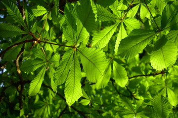 background of young horse chestnut leaves