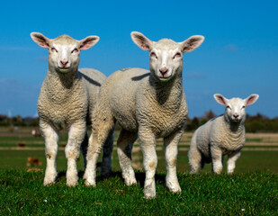 Naklejka na ściany i meble three lambs in the pasture!