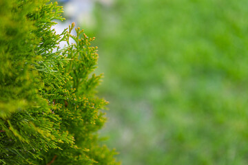 beautiful green bushes of a plant in a flower bed against the backdrop of a lawn. spring garden