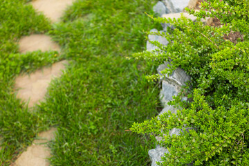 beautiful green bushes of a plant in a flower bed against the backdrop of a lawn. spring garden