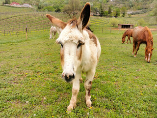 Fototapeta premium Little funny mule or donkey with some horses in the background in a farm