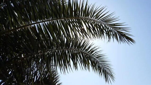 Palm tree leaves video image
