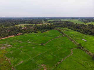 Aerial drone view of green paddy field in Kota Bharu, Kelantan, Malaysia