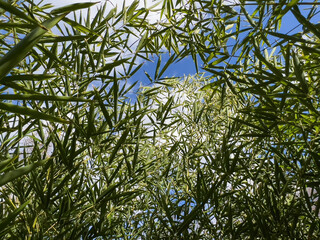 Green bamboo tree branches against blue sky