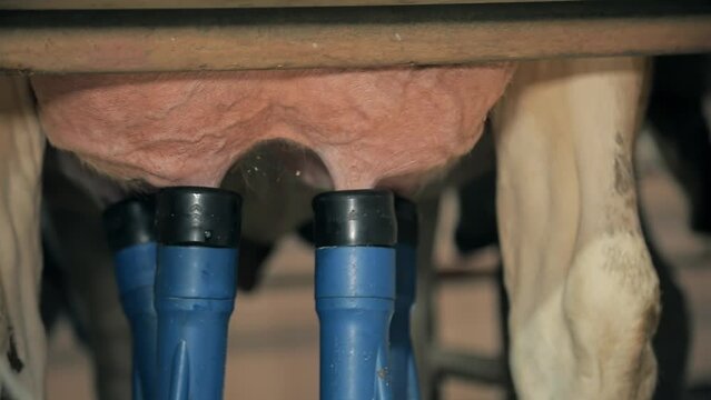 Automated Milking Suction Machine During Work With Cow Udder. Automated process of a modern milking machine. Milking device with raw white milk liquid passing through pipes, close up