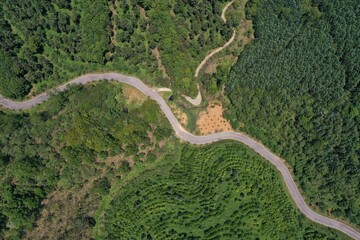Winding road passes through mountain top forest, aerial top view