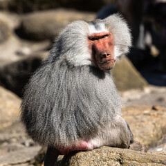 The hamadryas baboon, Papio hamadryas is a species of baboon