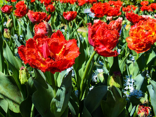 Red parrot tulip flowers on flower bed
