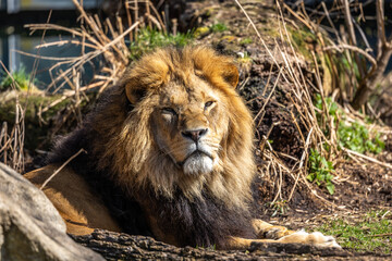 The lion, Panthera leo is one of the four big cats in the genus Panthera