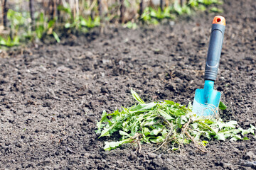 Concept Weeding the Garden. heap of weeds and shovel on garden background with copy space.