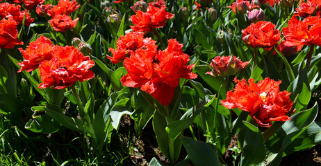 Red tulips flower bed