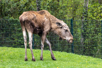 Obraz na płótnie Canvas European Moose, Alces alces, also known as the elk