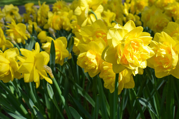 Daffodil flower bed. Yellow spring flowers to a garden