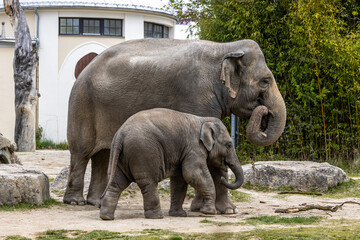 Fototapeta premium A young little Asian elephant, Elephas maximus also called Asiatic elephant