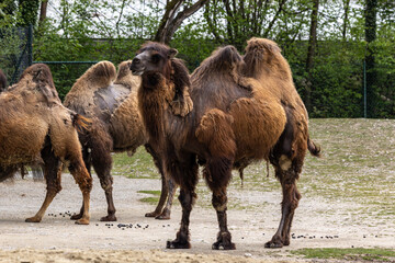 Bactrian camel, Camelus bactrianus in a german park