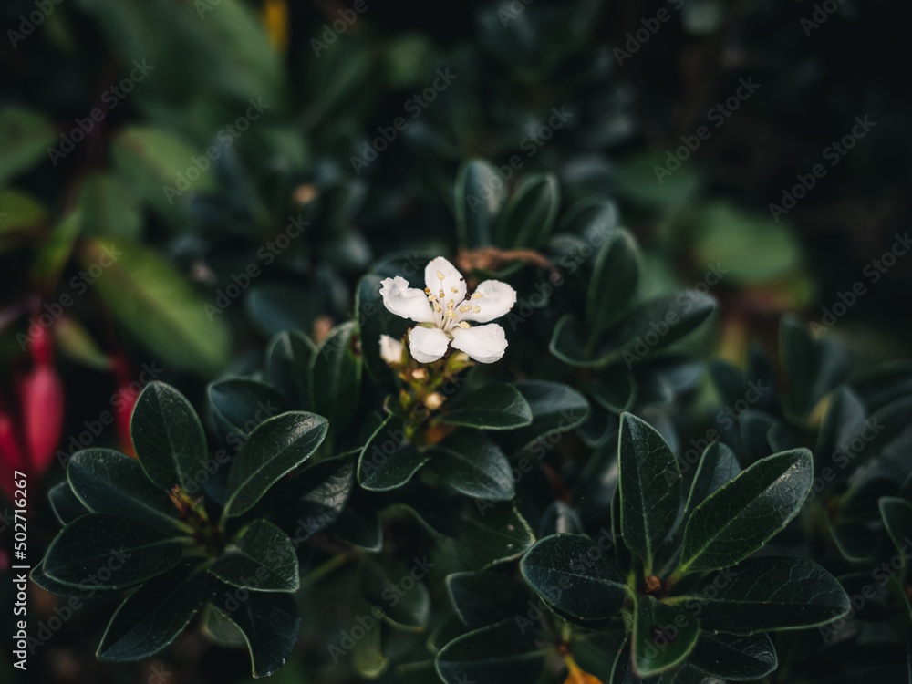 Wall mural White flower