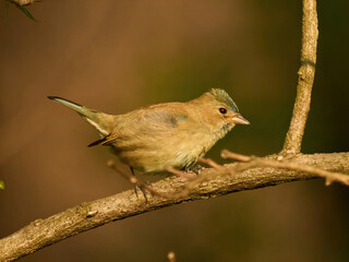 Immature Indigo Bunting. Little bird on a branch