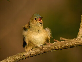 Immature Indigo Bunting. A small bird sings on a branch